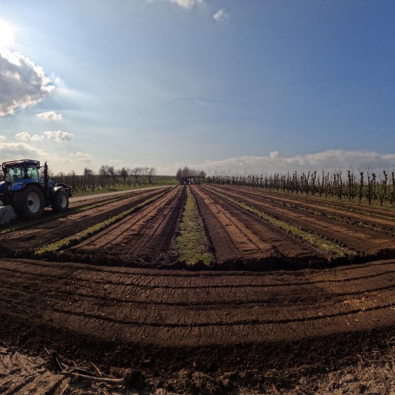 Remise en état d'une vieille plantation de poiriers. Broyage et Fraisage des arbres à une profondeur de 30cm pour permettre l'implantation d'une prochaine culture.